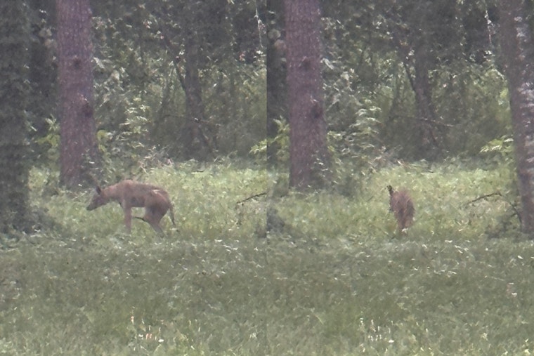 Coyote Mom And Pups Spotted Shaking Up Quiet Stretch Of Farmingham Road