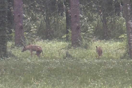 Coyote Mom And Pups Spotted Shaking Up Quiet Stretch Of Farmingham Road