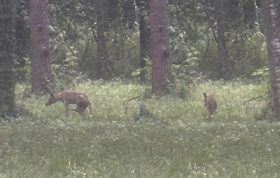 Coyote Mom And Pups Spotted Shaking Up Quiet Stretch Of Farmingham Road