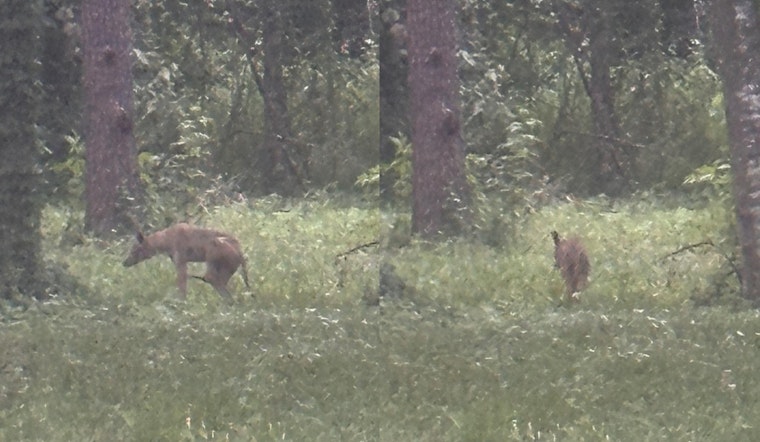 Coyote Mom And Pups Spotted Shaking Up Quiet Stretch Of Farmingham Road