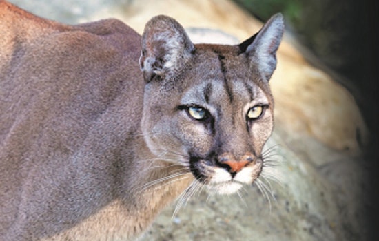 Davis Cyclists On Edge After Mountain Lion Crashes Their Commute