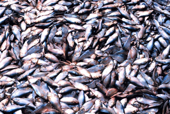 D.C. Brawl Erupts Over Tiny Fish With Big Economic Bite