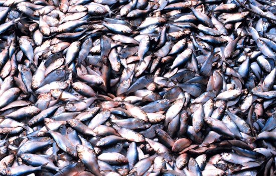 D.C. Brawl Erupts Over Tiny Fish With Big Economic Bite