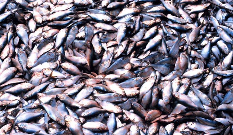 D.C. Brawl Erupts Over Tiny Fish With Big Economic Bite