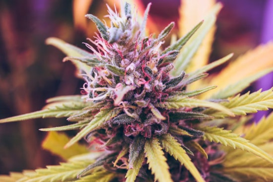 D.C. Nightlife Goes Up In Smoke As Weed Lounges Crash The Party