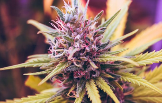 D.C. Nightlife Goes Up In Smoke As Weed Lounges Crash The Party