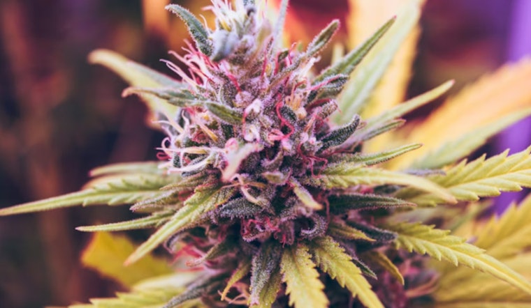 D.C. Nightlife Goes Up In Smoke As Weed Lounges Crash The Party