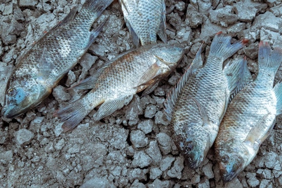 Dead Fish Carpet Worcester’s Crystal Park Pond After Heatwave