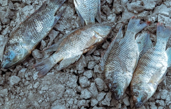 Dead Fish Carpet Worcester’s Crystal Park Pond After Heatwave