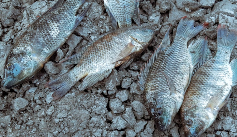 Dead Fish Carpet Worcester’s Crystal Park Pond After Heatwave