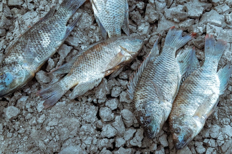 Dead Fish Stink Up New Hope Canal After Pump Knocked Out