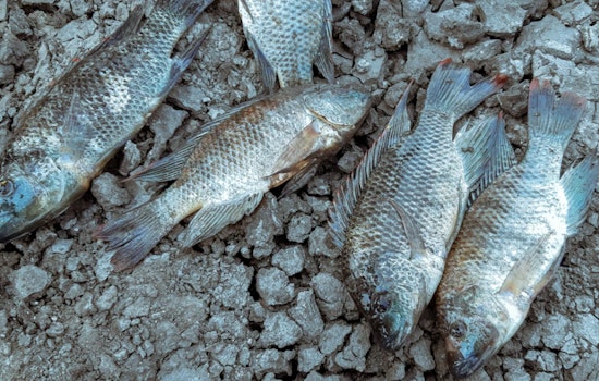 Dead Fish Stink Up New Hope Canal After Pump Knocked Out