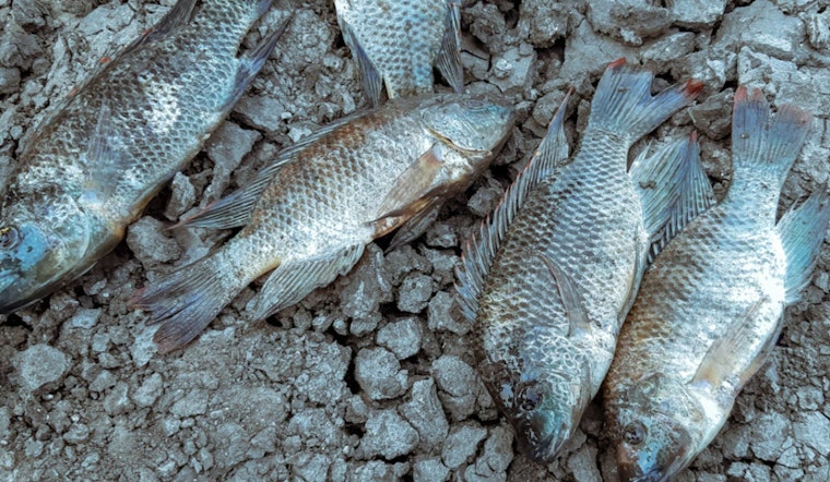 Dead Fish Stink Up New Hope Canal After Pump Knocked Out