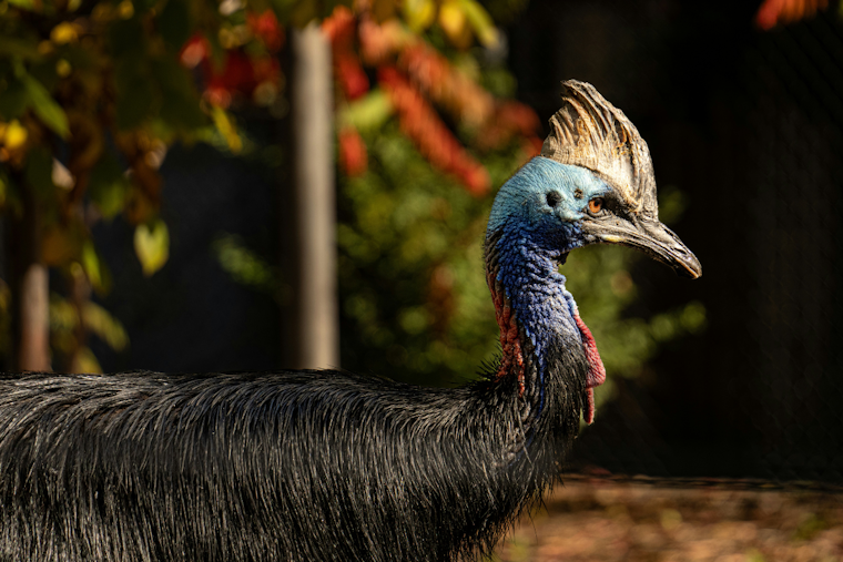 Deadly 'Dino Bird' In Your Backyard, Florida Lets Residents Keep Cassowaries