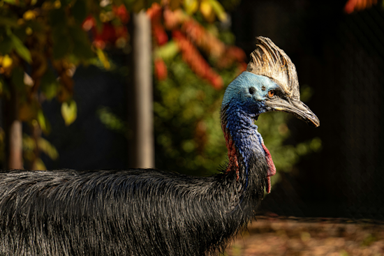 Deadly 'Dino Bird' In Your Backyard, Florida Lets Residents Keep Cassowaries