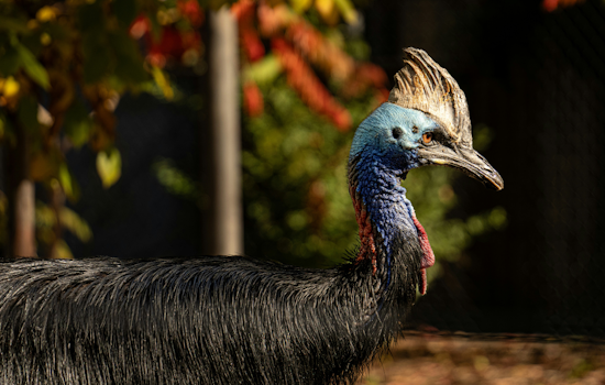 Deadly 'Dino Bird' In Your Backyard, Florida Lets Residents Keep Cassowaries