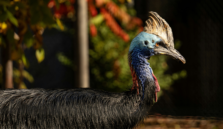 Deadly 'Dino Bird' In Your Backyard, Florida Lets Residents Keep Cassowaries