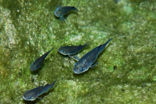 Death Valley’s Tiny Pupfish Stages Desert Comeback After Quakes And Chaos