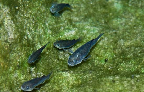 Death Valley’s Tiny Pupfish Stages Desert Comeback After Quakes And Chaos