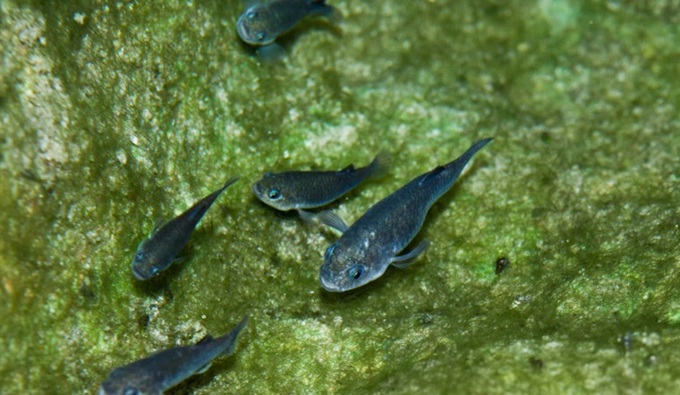 Death Valley’s Tiny Pupfish Stages Desert Comeback After Quakes And Chaos