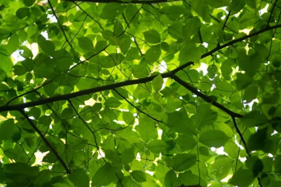 Denver Scrambles To Find Shade Trees That Can Take The Heat