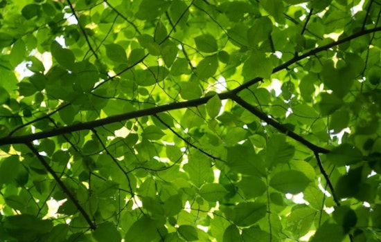 Denver Scrambles To Find Shade Trees That Can Take The Heat