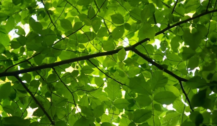 Denver Scrambles To Find Shade Trees That Can Take The Heat