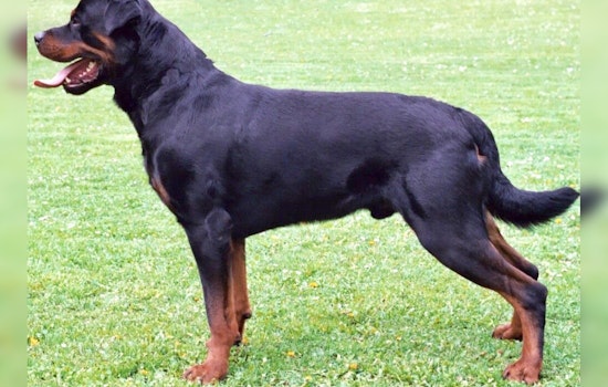 Deputy Shoots Rottweiler in San Bernardino Backyard
