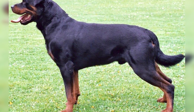 Deputy Shoots Rottweiler in San Bernardino Backyard