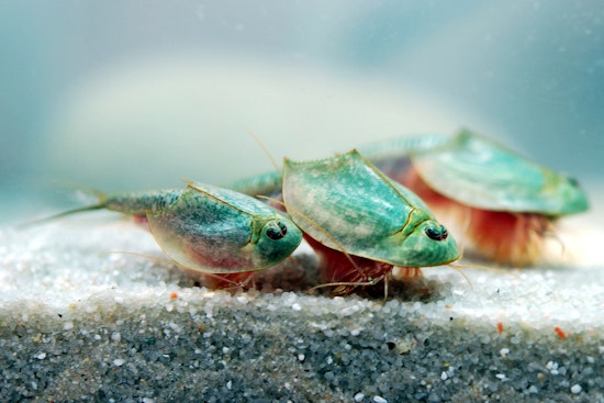 Dinosaur Shrimp And Rare Coot Crash Kahoʻolawe's Storm-Fed Pools