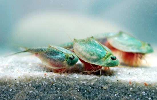 Dinosaur Shrimp And Rare Coot Crash Kahoʻolawe's Storm-Fed Pools
