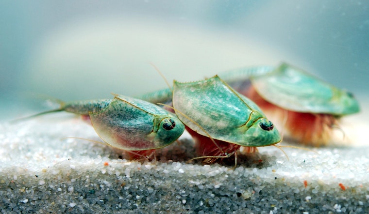 Dinosaur Shrimp And Rare Coot Crash Kahoʻolawe's Storm-Fed Pools