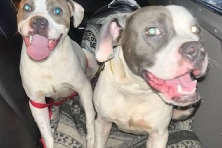 Dogs Left Like Trash At I-75 Rest Stop, Florida Troopers Say