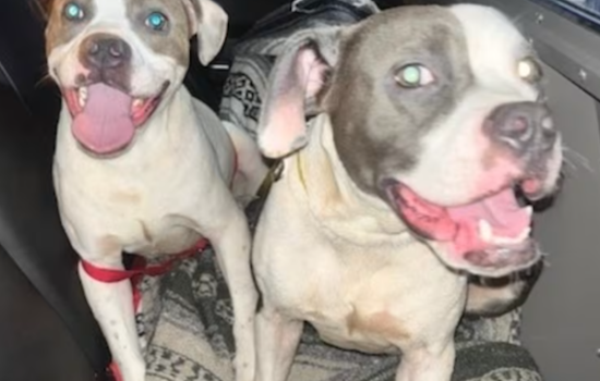Dogs Left Like Trash At I-75 Rest Stop, Florida Troopers Say