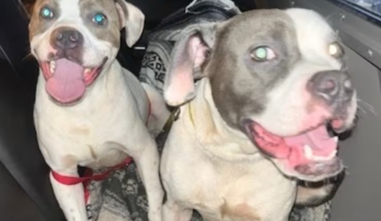 Dogs Left Like Trash At I-75 Rest Stop, Florida Troopers Say