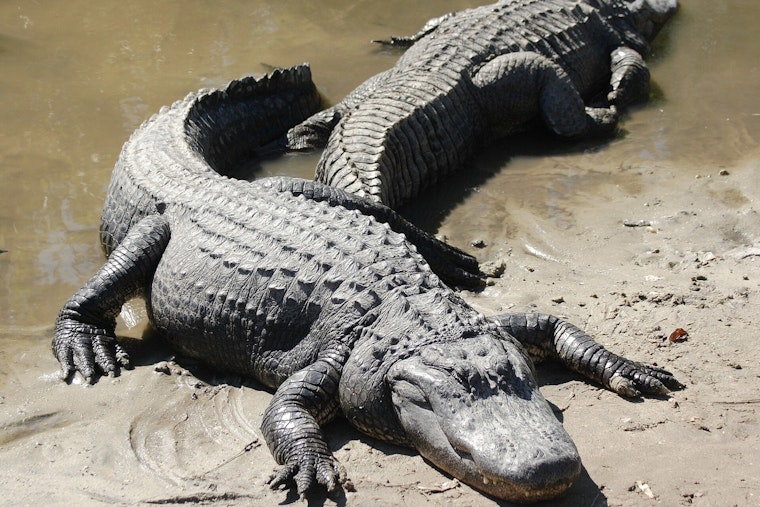 Double Gator Drama In Metairie Canal Off West Esplanade
