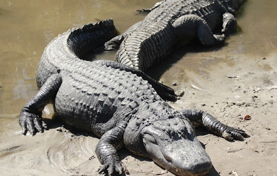 Double Gator Drama In Metairie Canal Off West Esplanade