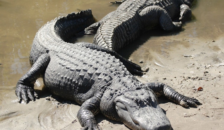 Double Gator Drama In Metairie Canal Off West Esplanade