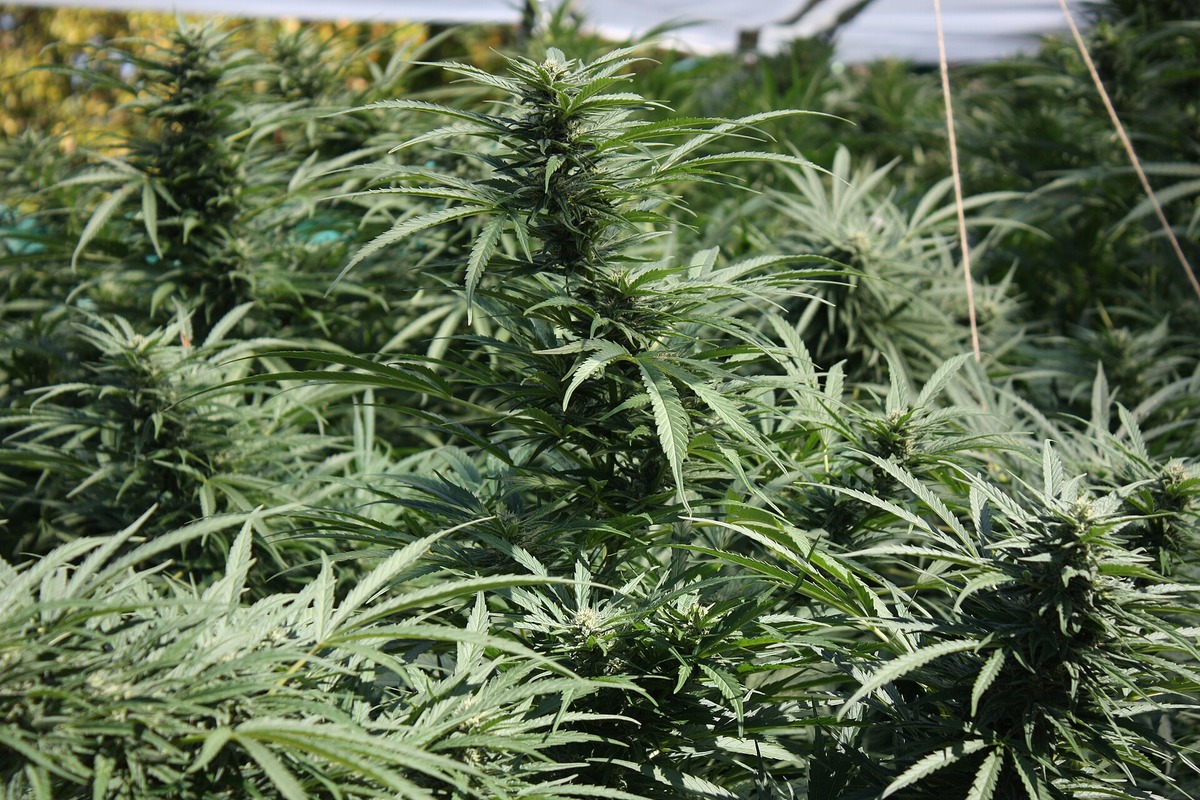 Downtown OKC Pot Raid Uncovers 3,200 Plants, Guns and Five Arrests