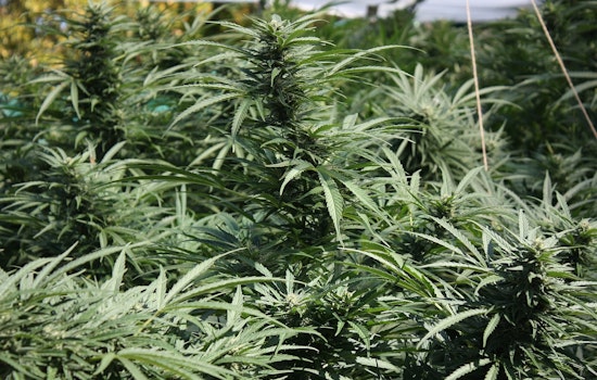 Downtown OKC Pot Raid Uncovers 3,200 Plants, Guns and Five Arrests