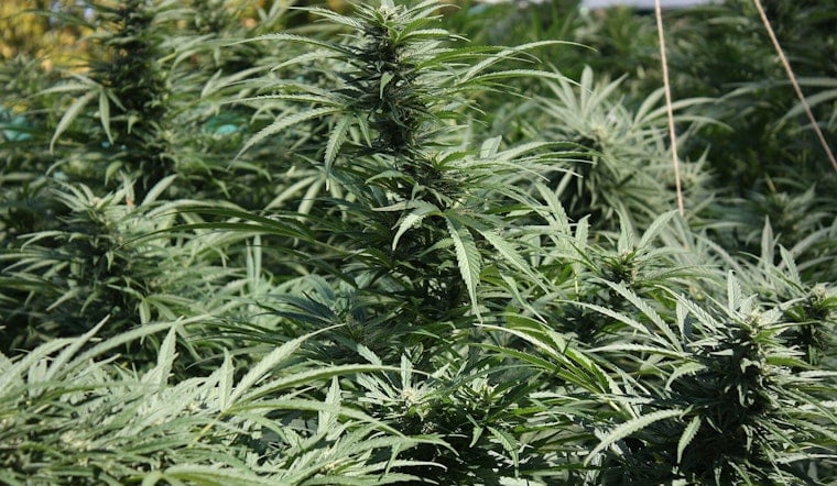 Downtown OKC Pot Raid Uncovers 3,200 Plants, Guns and Five Arrests