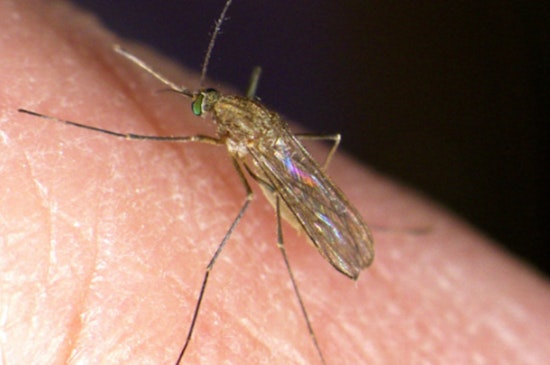 DuPage County Health Officials Warn After West Nile Mosquitoes Found