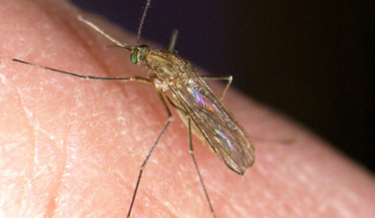 DuPage County Health Officials Warn After West Nile Mosquitoes Found