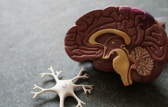 Eggs Over Easy On The Brain, Tampa Docs Weigh In On Alzheimer’s Study