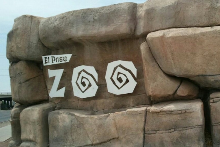 El Paso Scrambles to Fix Zoo Woes and Claw Back Lost Accreditation
