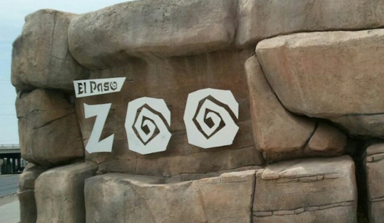 El Paso Scrambles to Fix Zoo Woes and Claw Back Lost Accreditation