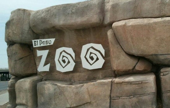 El Paso Zoo Tucks Chihuahuan Desert Baby Boom Center Out Of Sight