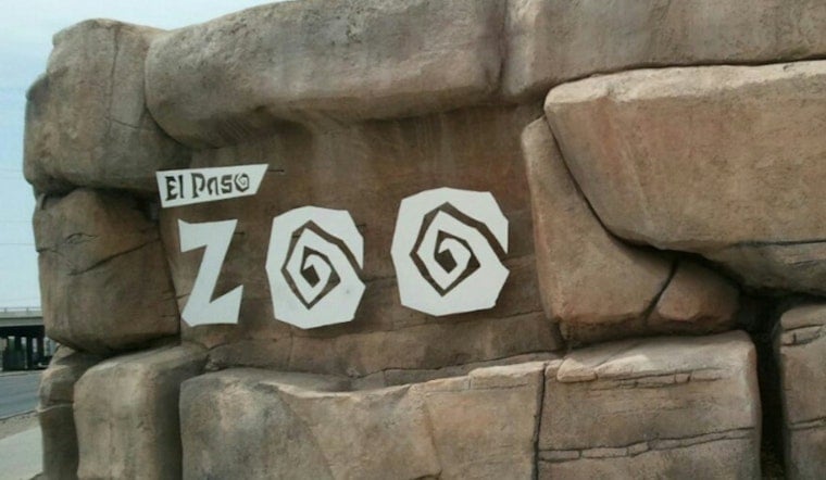 El Paso Zoo Tucks Chihuahuan Desert Baby Boom Center Out Of Sight