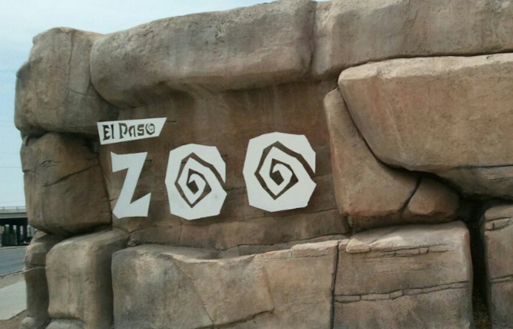 El Paso Zoo Tucks Chihuahuan Desert Baby Boom Center Out Of Sight