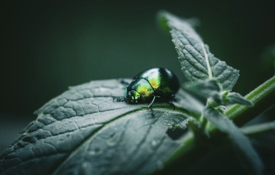 Emerald Ash Invaders Crash Oregon Spring Early, Officials Sound Alarm